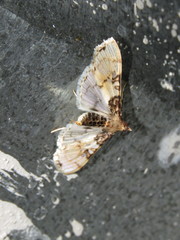 Azochis rufidiscalis