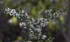 Kunzea ambigua