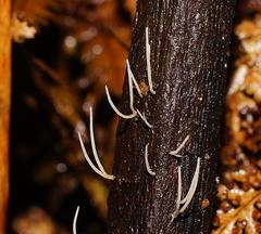 Pterulicium gracile