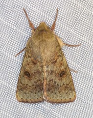 Australothis rubrescens