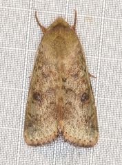 Australothis rubrescens