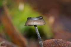 Blastosporella zonata