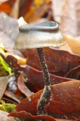 Blastosporella zonata