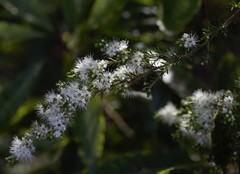 Kunzea ambigua
