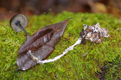 Blastosporella zonata
