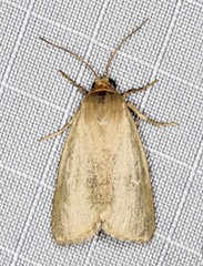 Heliocheilus moribunda