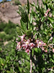 Bridgesia incisifolia