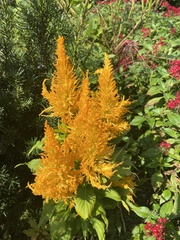 Celosia argentea plumosa