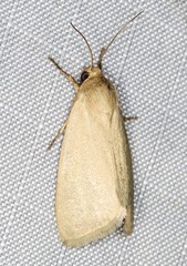 Heliocheilus moribunda