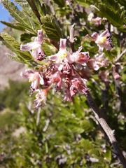 Bridgesia incisifolia
