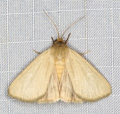 Heliocheilus moribunda