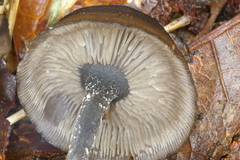 Blastosporella zonata