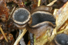 Blastosporella zonata