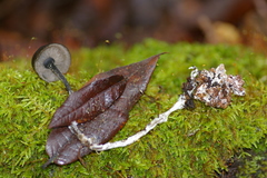 Blastosporella zonata