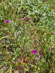 Calandrinia compressa