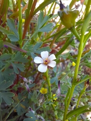 Calandrinia compressa