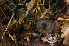 Blastosporella zonata