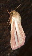 Heliothis roseivena