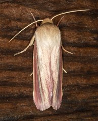Heliothis roseivena