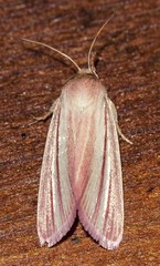 Heliothis roseivena