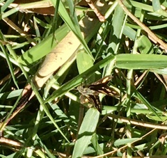 Ocybadistes knightorum