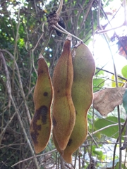 Mucuna pruriens