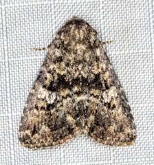 Condica aroana