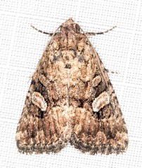 Condica macrosema