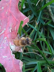 Apis mellifera