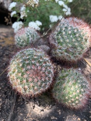 Mammillaria jaliscana jaliscana