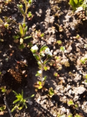 Plagiobothrys myosotoides