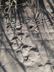Canis familiaris