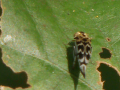 Glipa malaccana