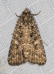 Condicinae