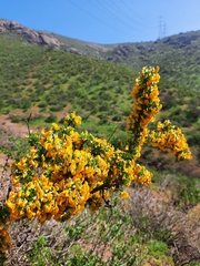 Adesmia confusa