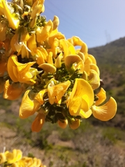 Adesmia confusa