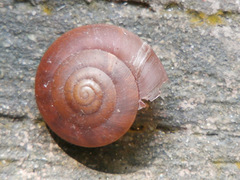 Quantula striata