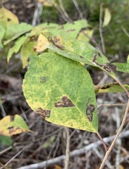 Phytomyza ilicis group