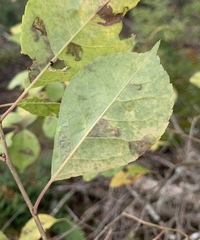 Phytomyza ilicis group