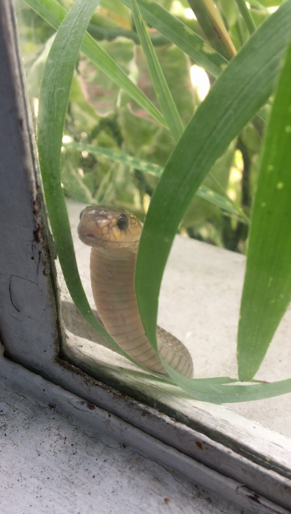 Northern Philippine Cobra