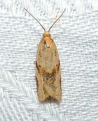Clepsis therina