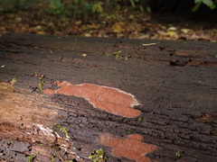 Hypoxylon rubiginosum