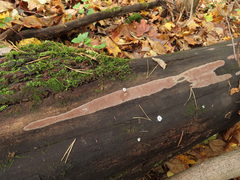 Hypoxylon rubiginosum