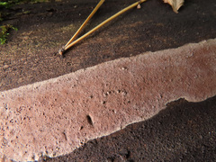 Hypoxylon rubiginosum