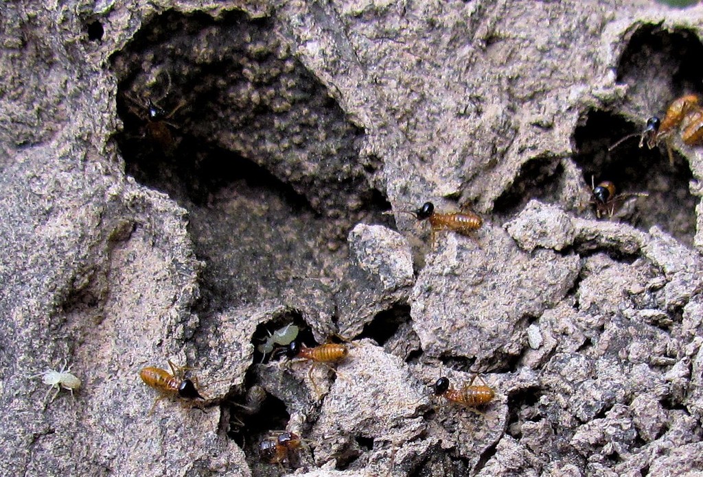 Constrictotermes cyphergaster