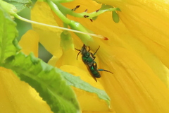 Pseudaugochlora graminea