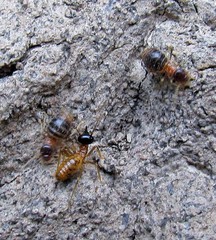 Constrictotermes cyphergaster