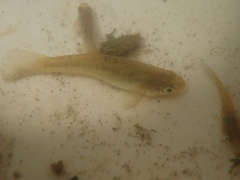 Fundulus heteroclitus