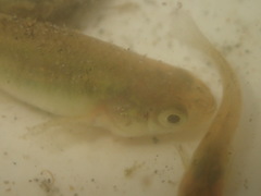 Fundulus heteroclitus
