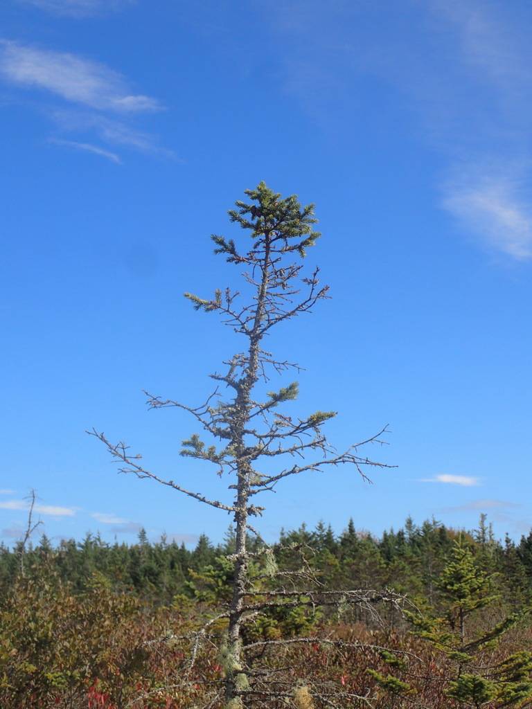 black spruce from Digby, Nova Scotia, Canada on October 13, 2020 at 02